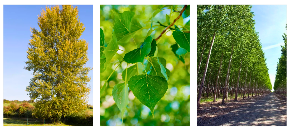 Hybrid Poplar tree