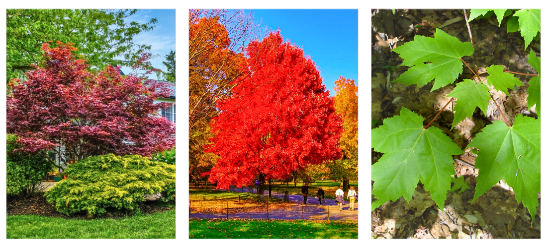 Red Maple tree