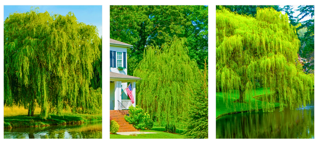 Weeping Willow tree