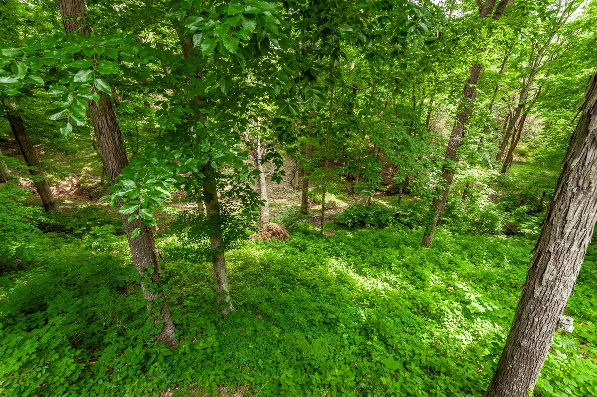 Wooded views from the back deck at 6513 N Mount Pleasant Rd